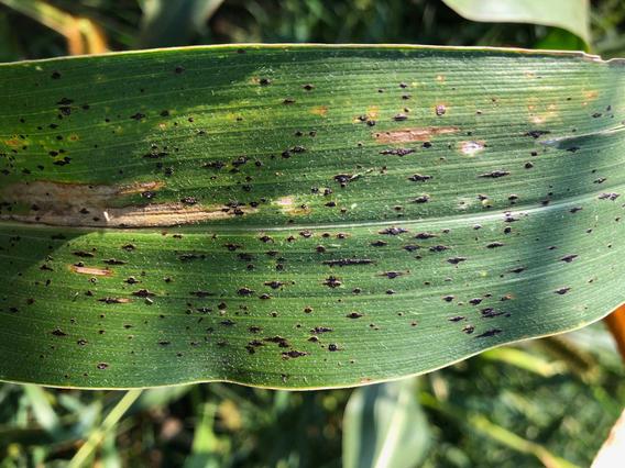 photograph of the corn tar spot pathogen on a corn leaf