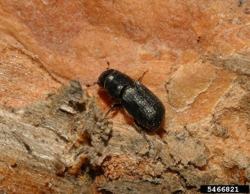 A mountain pine beetle rests on bark of a tree. It is small, pearlescent, and black. 