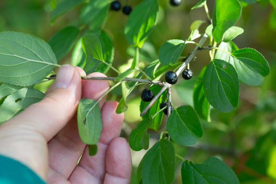 a hand pinches a buckthorn branch that has berries