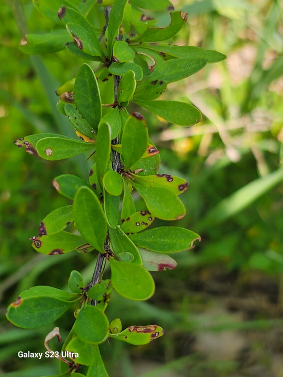 barberry plant leaves showing rust infection