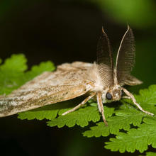 moth Lymantria dispar on a leaf