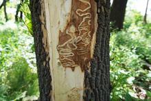 Emerald Ash Borer marks on tree