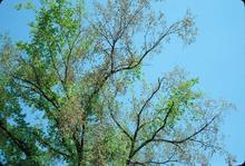 An image of an ash tree's leaves, which show damage from emerald ash borer. Around 2/3 of the leaves are green and the rest are brown and shriveled. The tree is against a clear blue sky.