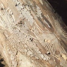 Emerald ash borer marks on wood