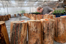 Brian Aukema inspects cut logs with damage from mountain pine beetle.