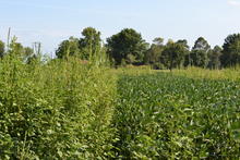 photograph of palmer amaranth growing in an agricultural field with deciduous trees in the background