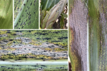 photograph collage of corn leaves infected with corn tar spot at different phases of the infection