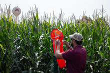photo of researcher with a spore trap in a corn field