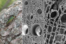 Image of emerald ash borer on a branch, micrograph of sound wood and micrograph of decayed wood