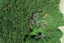photograph of aerial view of healthy trees surrounding dead and wilting trees impacted by oak wilt