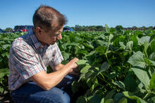 photograph of researcher kneeling in a soybean field