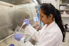 researcher tests an assay in a lab