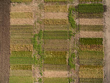 aerial photo of an agricultural field showing rows of crops