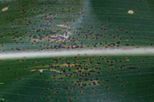 tar spot pathogen on a corn plant leaf