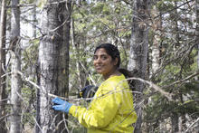 researcher collects spongy moth samples from a tree